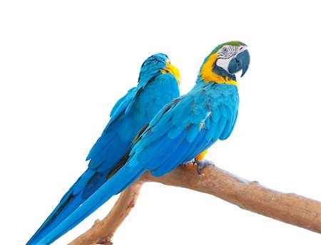 simsearch:400-04766129,k - Pair of blue macaws (Ara ararauna) on a perch isolated. Stock Photo - Budget Royalty-Free & Subscription, Code: 400-05886022