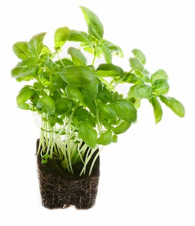 potted herbs - Basil Stock Photo - Budget Royalty-Free & Subscription, Code: 400-05886124