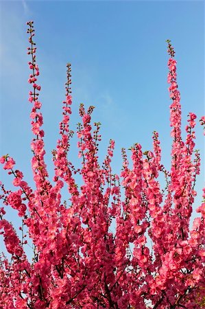 simsearch:841-07083645,k - Sakura blossom. Young flowering Sakura shoots on a background the blue sky Stock Photo - Budget Royalty-Free & Subscription, Code: 400-05886184