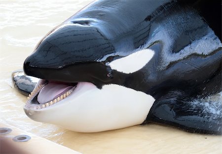 portrait of a killer whale's head with open mouth showing all his teeth Stock Photo - Budget Royalty-Free & Subscription, Code: 400-05886298