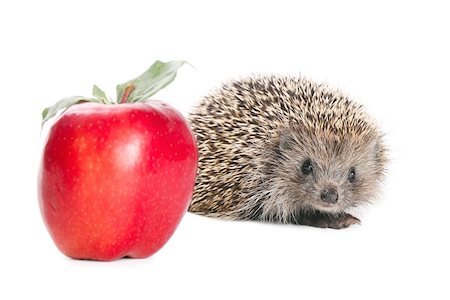 simsearch:400-07278599,k - Little needle hedgehog and red apple isolated on white background Stockbilder - Microstock & Abonnement, Bildnummer: 400-05886410