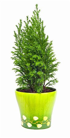 Indoor plant a cypress on a white background Stock Photo - Budget Royalty-Free & Subscription, Code: 400-05886413