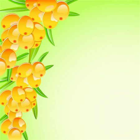 sappy sea-buckthorn berries card isolated on white background. Vector EPS8 Stock Photo - Budget Royalty-Free & Subscription, Code: 400-05886544