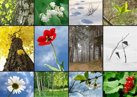 all seasons nature  collage Foto de stock - Super Valor sin royalties y Suscripción, Código: 400-05886985