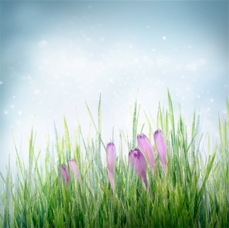 Winter or early spring nature background with frozen grass and crocus flowers. Spring floral background Foto de stock - Super Valor sin royalties y Suscripción, Código: 400-05887031