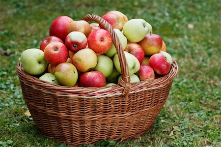 Healthy Organic Apples in the Basket Foto de stock - Royalty-Free Super Valor e Assinatura, Número: 400-05887050