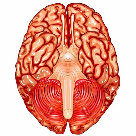 simsearch:400-09096087,k - Illustration body part vector, human brain underside view Stock Photo - Budget Royalty-Free & Subscription, Code: 400-05887086