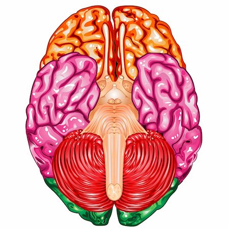 functions of the human brains hemispheres - Illustration body part vector, human brain underside view Stock Photo - Budget Royalty-Free & Subscription, Code: 400-05887087