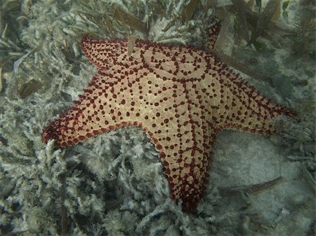 Orange starfish at the bottom of the sea Stock Photo - Budget Royalty-Free & Subscription, Code: 400-05887288