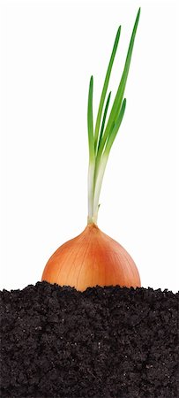 simsearch:652-03635670,k - Green onion in the ground isolated on white background Photographie de stock - Aubaine LD & Abonnement, Code: 400-05887306