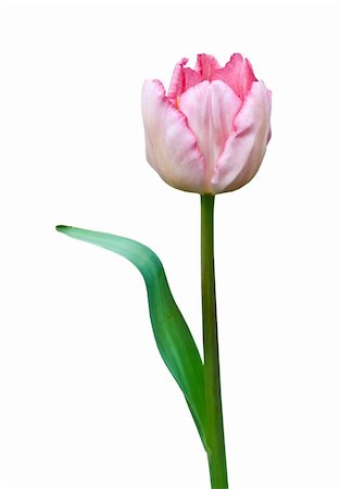 simsearch:400-04418407,k - beauty colorful flower isolated on white. Stockbilder - Microstock & Abonnement, Bildnummer: 400-05887330