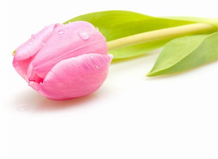 fresh flowers for water drops - Closeup of  Fresh Pink Tulip on White Background Foto de stock - Super Valor sin royalties y Suscripción, Código: 400-05887525