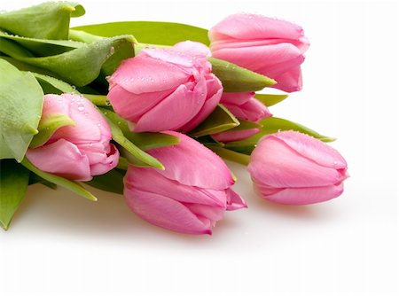 simsearch:689-03124881,k - Bouquet of Pink Tulips on White Background Stock Photo - Budget Royalty-Free & Subscription, Code: 400-05887522