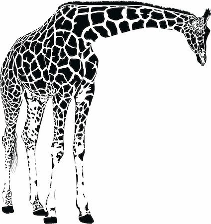 giraffe - vector graphics isolated on white background Stock Photo - Budget Royalty-Free & Subscription, Code: 400-05887625