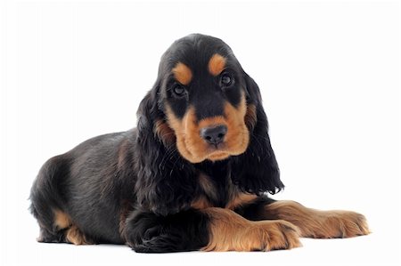 simsearch:400-05888313,k - portrait of a  purebred puppy english cocker in a studio Photographie de stock - Aubaine LD & Abonnement, Code: 400-05887865