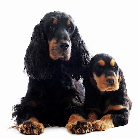 simsearch:400-05888313,k - portrait of a  purebred puppy and adult english cocker in a studio Photographie de stock - Aubaine LD & Abonnement, Code: 400-05887866