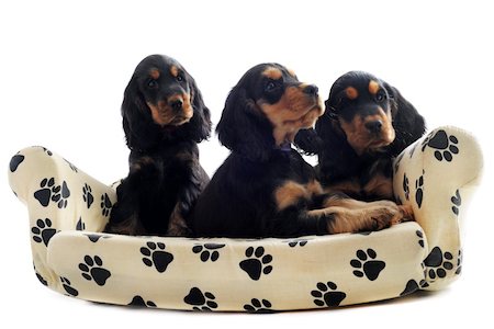 simsearch:400-06067706,k - portrait of a  purebred puppies english cocker on a sofa Foto de stock - Super Valor sin royalties y Suscripción, Código: 400-05887867