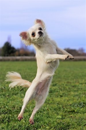 simsearch:400-05888300,k - portrait of a cute purebred  jumping white chihuahua Stockbilder - Microstock & Abonnement, Bildnummer: 400-05887860