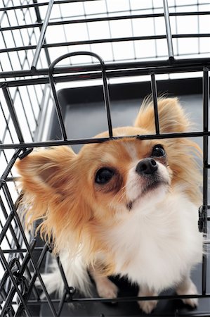 chihuahua closed inside pet carrier isolated on white background Foto de stock - Royalty-Free Super Valor e Assinatura, Número: 400-05887872