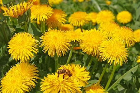 dandelion bud - Group of dandelion flowers in sunlight close up. At one of the flowers sat bee Stock Photo - Budget Royalty-Free & Subscription, Code: 400-05887880