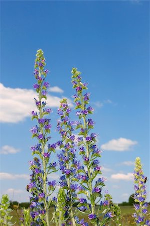 simsearch:400-04879383,k - Group of flowering plants on the background of blue sky. Several bees sating on the flowers Photographie de stock - Aubaine LD & Abonnement, Code: 400-05887882