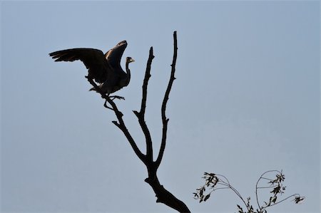 grey heron (ardea cinerea) standing on a branch in backlight Photographie de stock - Aubaine LD & Abonnement, Code: 400-05888181