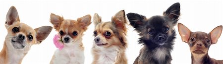 simsearch:400-06565925,k - portrait of a group of purebred chihuahua in front of white background Photographie de stock - Aubaine LD & Abonnement, Code: 400-05888274