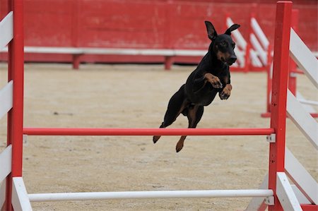 simsearch:400-06881275,k - portrait of a purebred Manchester Terrier in a competition of agility Photographie de stock - Aubaine LD & Abonnement, Code: 400-05888284