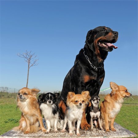 rottweiler - portrait of a cute purebred chihuahuas and rottweiler Foto de stock - Super Valor sin royalties y Suscripción, Código: 400-05888286