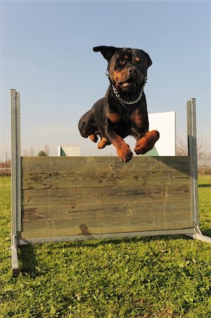 simsearch:400-05887877,k - purebred rottweiler jumping in a training of obedience Photographie de stock - Aubaine LD & Abonnement, Code: 400-05888290