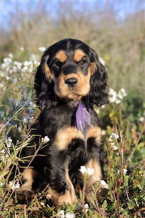 simsearch:400-06067706,k - portrait of a puppy purebred english cocker in a field Foto de stock - Super Valor sin royalties y Suscripción, Código: 400-05888307