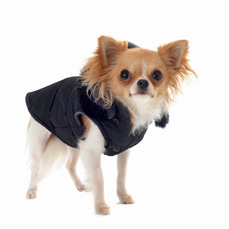 simsearch:400-06391494,k - group of chihuahua dressed in front of white background Fotografie stock - Microstock e Abbonamento, Codice: 400-05888301