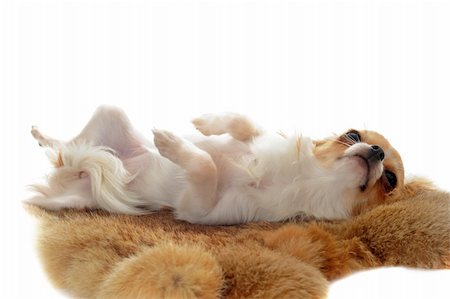 simsearch:400-07123630,k - portrait of a cute purebred  puppy chihuahua laid down on a fur in front of white background Stockbilder - Microstock & Abonnement, Bildnummer: 400-05888302