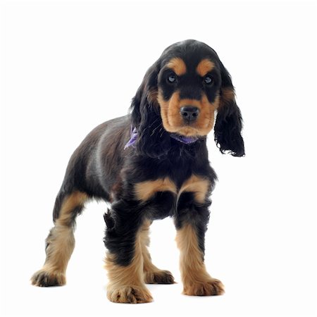 simsearch:400-05888313,k - portrait of a  purebred puppy english cocker in a studio Photographie de stock - Aubaine LD & Abonnement, Code: 400-05888310