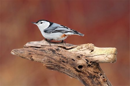 simsearch:400-04553192,k - White-breasted Nuthatch (sitta carolinensis) on a stump with a red background Foto de stock - Super Valor sin royalties y Suscripción, Código: 400-05888322