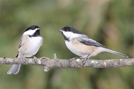 Pair of Black-capped Chickadees (poecile atricapilla) on a branch Photographie de stock - Aubaine LD & Abonnement, Code: 400-05888323