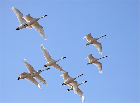 simsearch:400-06483680,k - Tunda Swans flying in a clear blue sky. Photographie de stock - Aubaine LD & Abonnement, Code: 400-05888354