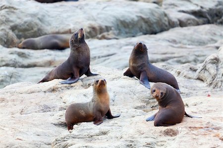 simsearch:400-06094384,k - A group of Hooker's Seal Lions on a rock by the New Zealand coast. Foto de stock - Royalty-Free Super Valor e Assinatura, Número: 400-05888361