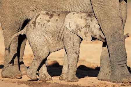 Young African elephant calf (Loxodonta africana), Addo Elephant park, South Africa Stock Photo - Budget Royalty-Free & Subscription, Code: 400-05888524