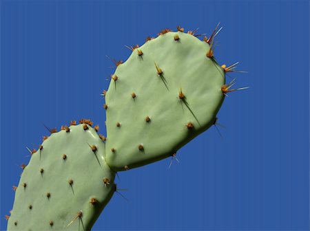 simsearch:400-05305803,k - Leaves of a prickly pear cactus plant (Opuntia spp.) with thorns against a blue sky Stock Photo - Budget Royalty-Free & Subscription, Code: 400-05888529