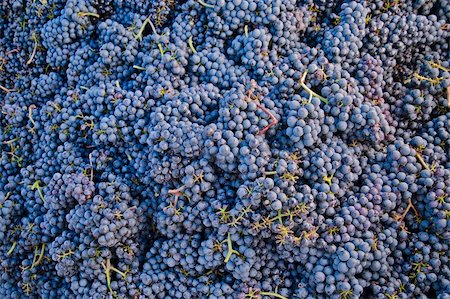 Bunch of blue grapes for textures and backgrounds Stockbilder - Microstock & Abonnement, Bildnummer: 400-05888534