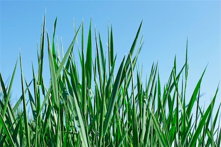 simsearch:400-05883361,k - Young green grass against a blue sky in fine spring day Photographie de stock - Aubaine LD & Abonnement, Code: 400-05888603