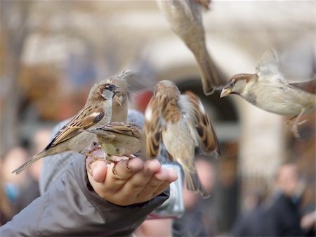 der spatz in der hand - Sparrows Stockbilder - Microstock & Abonnement, Bildnummer: 400-05888797