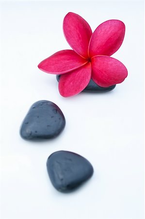 simsearch:400-04427380,k - Tropical Plumeria Frangipani with spa stone for spa and wellness concept with isolated white background Photographie de stock - Aubaine LD & Abonnement, Code: 400-05888864