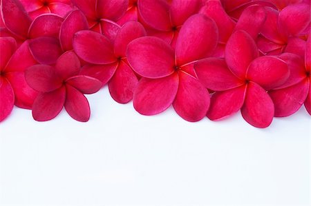 spa background - Red Plumeria Frangipani Flower for Spa and Wellness Concept with Space for Text Stock Photo - Budget Royalty-Free & Subscription, Code: 400-05888863