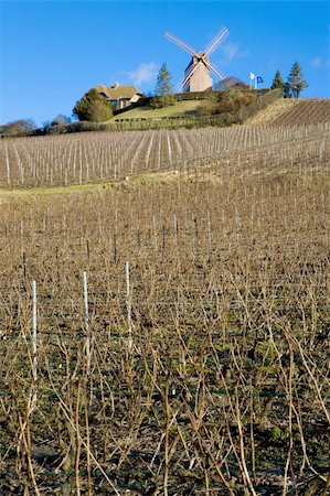 windmill and vineyard near Verzenay, Champagne Region, Burgundy, France Photographie de stock - Aubaine LD & Abonnement, Code: 400-05888899