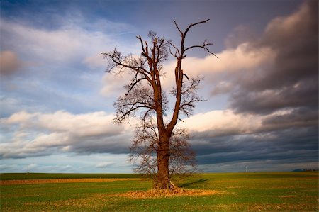 simsearch:400-09224451,k - Memorable tree on the autumn meadow in the daytime Stock Photo - Budget Royalty-Free & Subscription, Code: 400-05889017