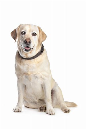 simsearch:400-08314976,k - Labrador Retriever in front of a white background Stockbilder - Microstock & Abonnement, Bildnummer: 400-05889139