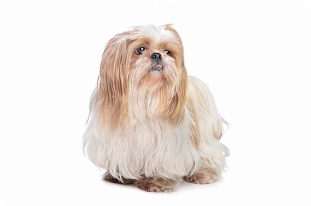simsearch:400-06364127,k - long haired small dog in front of a white background Fotografie stock - Microstock e Abbonamento, Codice: 400-05889144