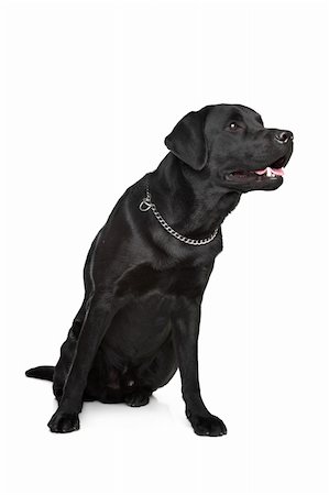 simsearch:400-08314976,k - black Labrador in front of a white background Stockbilder - Microstock & Abonnement, Bildnummer: 400-05889148